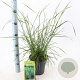 Deschampsia cesp. 'Goldtau' 40-60 cm 3,0L