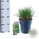 Deschampsia cesp. 'Goldtau' 40-60 cm 3,0L