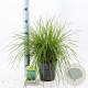 Deschampsia cesp. 'Goldtau' 40-60 cm 3,0L