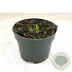 Echinacea purpurea GM 2,0L