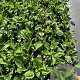 Echinacea purpurea GM 2,0L