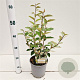 Elaeagnus ebbingei 25-30 cm 2,5L
