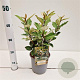 Elaeagnus ebb. 'Compacta' 25-30 cm 2,5L