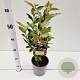 Elaeagnus ebb. 'Compacta' 25-30 cm 2,5L