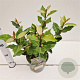 Elaeagnus ebb. 'Compacta' 25-30 cm 2,5L