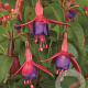 Fuchsia 'Tom Thumb' GM P9