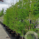 Ginkgo bil. 'Blagon' 6-8 cm 35L BEVEERD