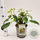 Hedera colchica 'Fall Favourite' 25-30 cm 2,5L