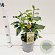 Hedera colchica 'Fall Favourite' 25-30 cm 2,5L