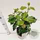 Hedera colchica 'Fall Favourite' 25-30 cm 2,5L