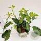Hedera colchica 'Fall Favourite' 25-30 cm 2,5L
