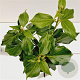Hedera colchica 'Fall Favourite' 25-30 cm 2,5L