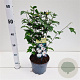 Hibiscus syr. 'Speciosus' 40-50 cm 3,0L