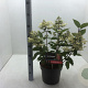 Hydrangea pan. 'Wim's Red' 50-60 cm 7,5L