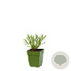 Lavandula angustifolia GM  P11