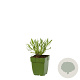 Lavandula angustifolia GM  P11