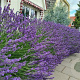 Lavandula int. Phenomenal GM P9