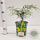 Mahonia eurybracteata 'Soft Caress' 15-20 cm 2,5L