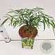 Mahonia eurybracteata 'Soft Caress' 15-20 cm 2,5L