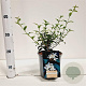 Osmanthus burkwoodii 20-30 cm 2,5L