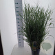 Panicum virgatum 'Prairie Sky' 60-120 cm 12L