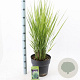 Panicum virgatum 'Prairie Sky' 60-120 cm 12L
