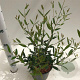 Phillyrea angustifolia 25-30 cm 2,5L