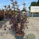 Physocarpus opulif. 'Diabolo' 80-100 cm 10L