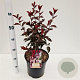 Prunus cistena 30-40 cm 7,5L