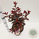 Prunus cistena 30-40 cm 7,5L