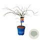 Acer Ice Dragon 100-125 cm 15L