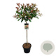 Photinia fraseri 'Red Robin' 90 cm stam 15L
