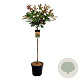 Photinia fraseri 'Red Robin' 90 cm stam 15L