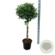Prunus l. 'Angustifolia' 60 cm stam 15L