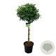 Prunus l. 'Angustifolia' 60 cm stam 15L
