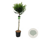 Prunus l. 'Angustifolia' 90 cm stam 15L