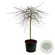 Pyrus salicifolia 'Pendula' 120 cm stam cont. 90L extra