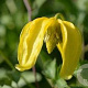 Clematis 'Aureolin' 80-100 cm rozenpot 2L