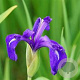 Iris laevigata GM P9