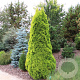 Thuja occ. Golden Smaragd 50-60 cm 3,0L