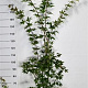 Acer pal. 'Osakazuki' 150-175 cm 20L