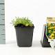 Achillea tomentosa 'Aurea' GM P9