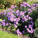 Aster amellus 'Glücksfund' GM P9