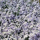 Aster cordifolius 'Blütenregen' GM P9
