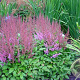 Astilbe c. 'Veronica Klose' GM P9