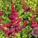Astilbe Hot Pearls GM P9