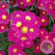 Aster n.-b. 'Crimson Brocade' GM P9