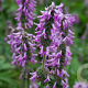 Betonica off. 'Lilac Lady' GM P9