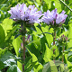 Campanula glom. 'Caroline' GM P9