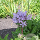 Campanula glom. 'Caroline' GM P9